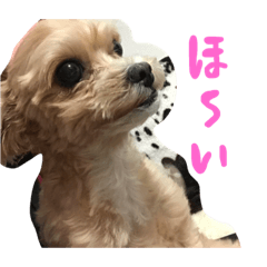 [LINEスタンプ] マルプー♥️愛犬ベルpart3