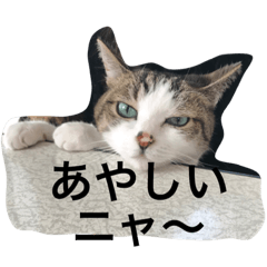 [LINEスタンプ] ねこ_だらけ_にゃん3