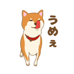 [LINEスタンプ] 柴犬 あっち