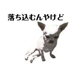 [LINEスタンプ] 愛犬レゴの日常〜日本語ver.〜