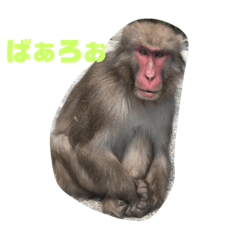 [LINEスタンプ] おさるの門三郎