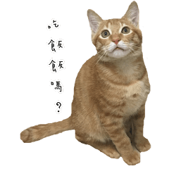 [LINEスタンプ] 毎日の猫 - DOUZHI