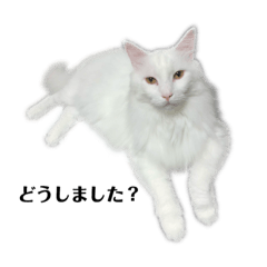 [LINEスタンプ] アイラブメインクーン3