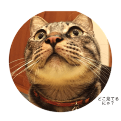 [LINEスタンプ] 葵(猫)スタンプ