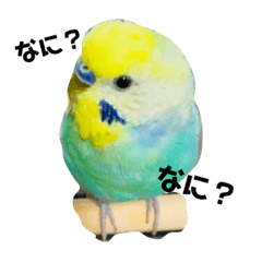 [LINEスタンプ] セキセイインコ 全員