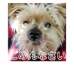 [LINEスタンプ] 我が家のらっちゃん君