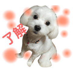 [LINEスタンプ] みるく＆もも