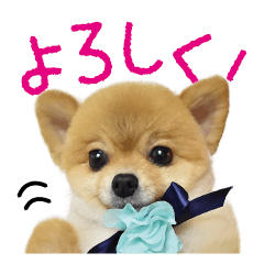 [LINEスタンプ] ポメラニアン もふた