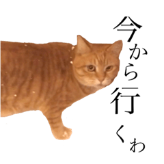 [LINEスタンプ] 三毛猫茶色白黒