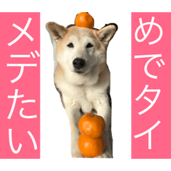 [LINEスタンプ] 柴犬まよ