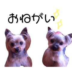 [LINEスタンプ] 愛犬たち♡♡