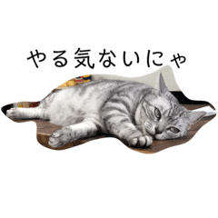 [LINEスタンプ] アメショのメロ