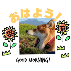 [LINEスタンプ] 柴犬小夏のスタンプ