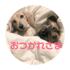[LINEスタンプ] わんちゃんずの挨拶言葉