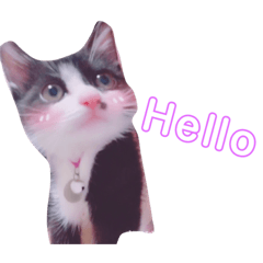 [LINEスタンプ] ハチワレ猫しゃのすけの日常