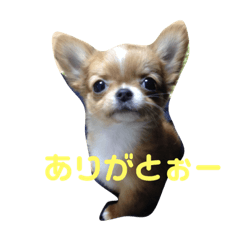 [LINEスタンプ] 愛犬くぅちゃん
