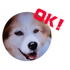 [LINEスタンプ] 加代子とラッキー