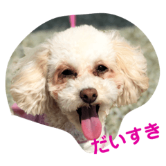 [LINEスタンプ] トイプードルのモナちゃん