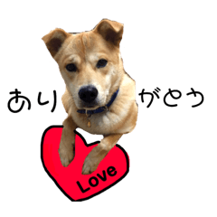 [LINEスタンプ] 犬のタロちゃん