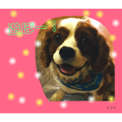 [LINEスタンプ] キャバリアのレフト
