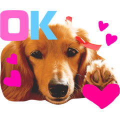[LINEスタンプ] 可愛い ミニチュアダックス はなちゃん！