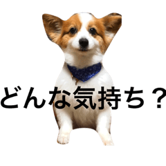 [LINEスタンプ] 世界で1番可愛い犬