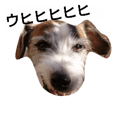 [LINEスタンプ] 通りすがりのプチ犬
