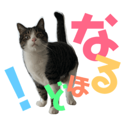 [LINEスタンプ] 猫の奈留さん