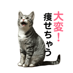 [LINEスタンプ] ひかりとダイエット