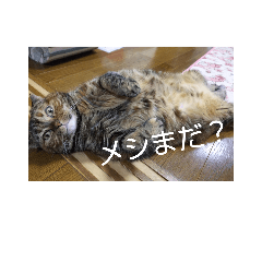 [LINEスタンプ] みかんファミリー *