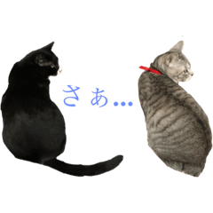 [LINEスタンプ] まりもともなか