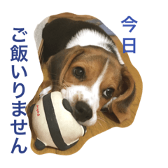 [LINEスタンプ] 犬 のあ