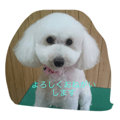 [LINEスタンプ] りぺろ(トイプードル)