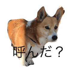 [LINEスタンプ] コーギーのチロル
