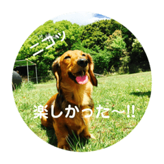 [LINEスタンプ] モカの写真スタンプ