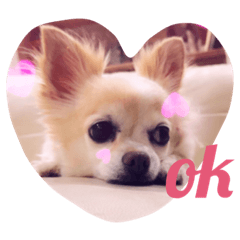 [LINEスタンプ] 群馬に住んでいる。犬と猫