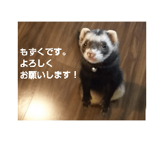 [LINEスタンプ] フェレットもずく