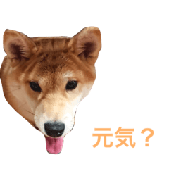 [LINEスタンプ] 柴犬マリ  あいさつ