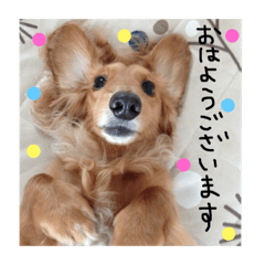 [LINEスタンプ] ダックスフンドのチロルくん