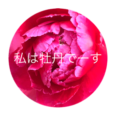 [LINEスタンプ] 花 牡丹