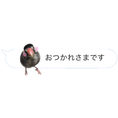 [LINEスタンプ] 文鳥さんのひとりごと