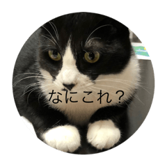 [LINEスタンプ] ルナとクロエの猫スタンプ 3