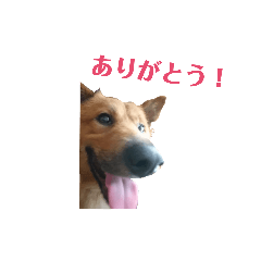 [LINEスタンプ] 野犬のヤマトさん3