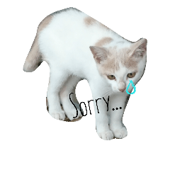 [LINEスタンプ] 子猫ちーちゃんの英語で基本のお返事