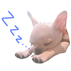 [LINEスタンプ] フレンチブルドッグの義経くん
