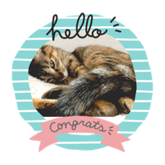 [LINEスタンプ] 我が家の可愛い猫たち