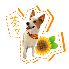 [LINEスタンプ] ボーダーコリーの茶々