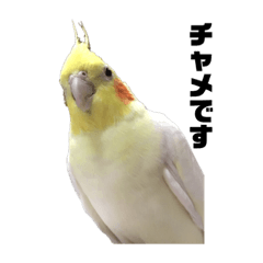 [LINEスタンプ] オカメインコ(チャメ)