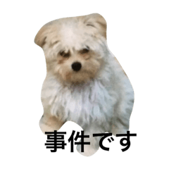 [LINEスタンプ] ふわふわワンワン