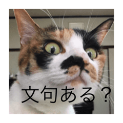 [LINEスタンプ] 三毛猫ごぱん2